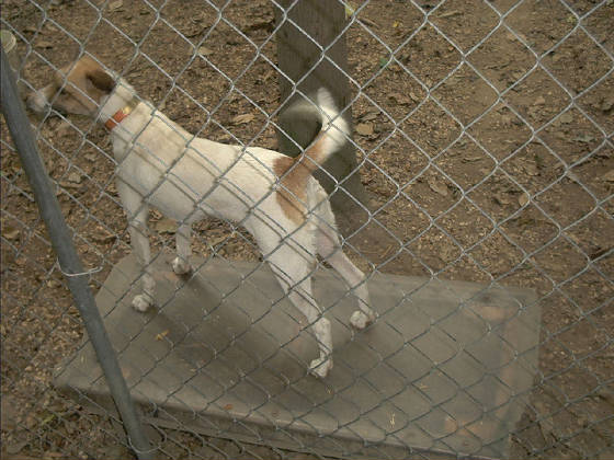 youngdogs026.jpg